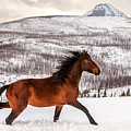 Wild Horse